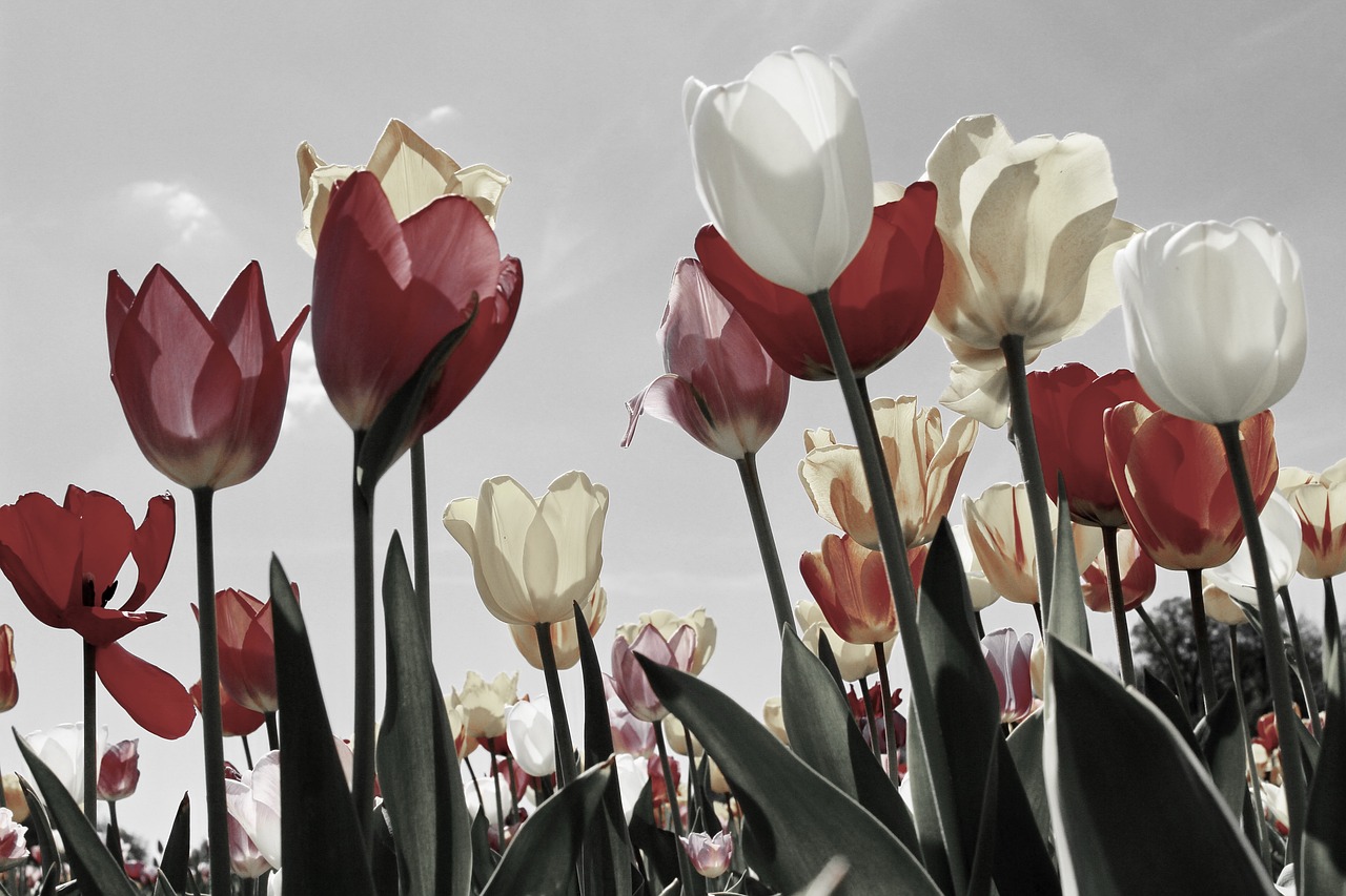 tulips tulip field beautiful flowers flower background tulip fields spring blossomed tulip blossom spring flower field of flowers colorful bloom dutch multicoloured flower wallpaper flower garden tulip sea nature red