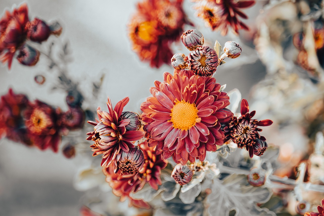 chrysanthemum flowers plant petals bloom beautiful flowers blossom flower background flower wallpaper floral nature