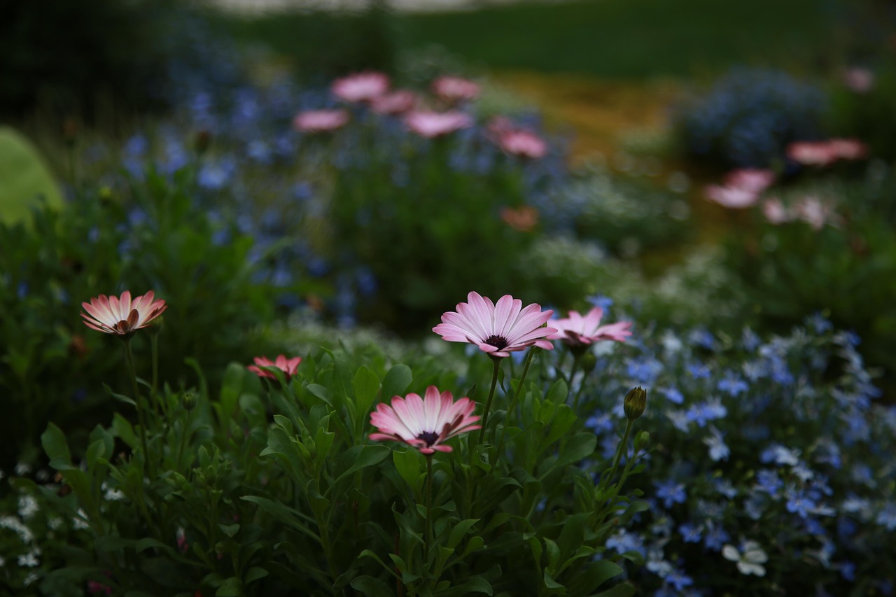 flowers nature botany beautiful flowers chrysanthemum daisy flower wallpaper wildflower plants flower background spring wild garden