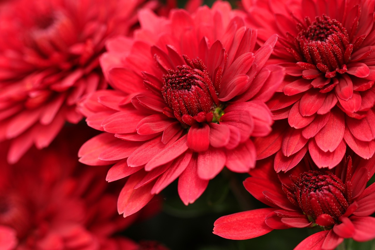 chrysanthemums flowers red flowers red petals beautiful flowers petals red chrysanthemums bloom flower wallpaper blossom flora floriculture horticulture flower background botany nature garden flower garden