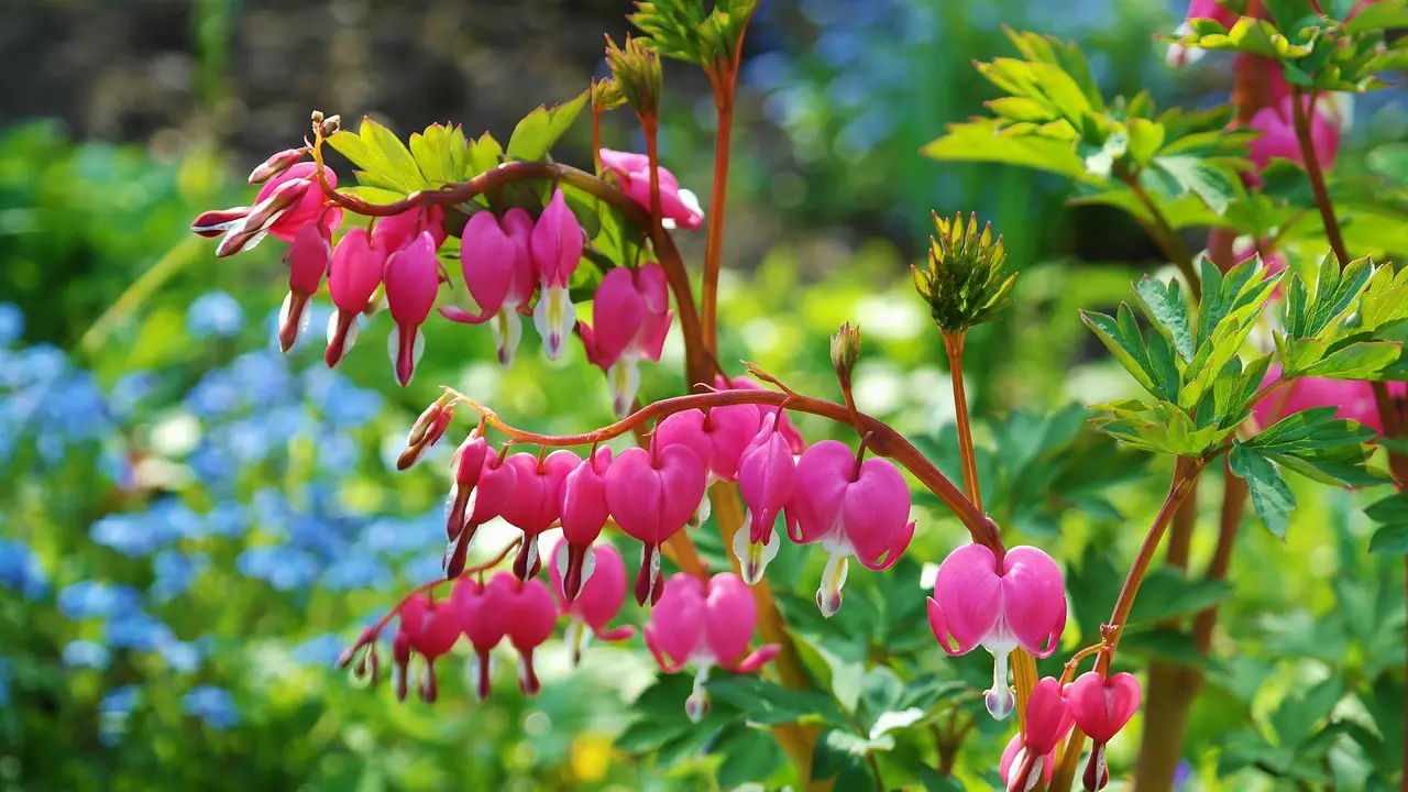 asian bleeding-heart bleeding heart flowers pink flowers flowering plants ornamental plants bloom nature blossom flower wallpaper flower background beautiful flowers lamprocapnos spectabilis spring garden spring flowers flower garden