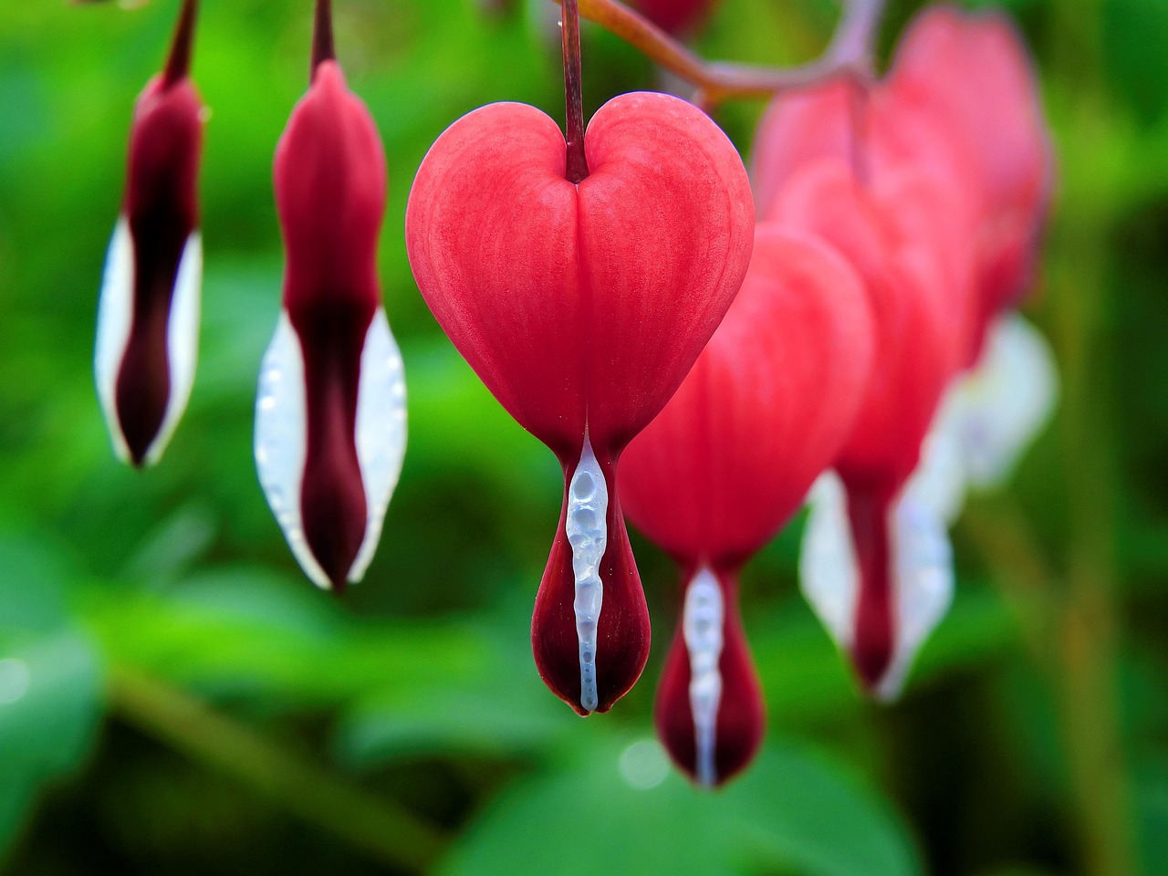 bleeding heart beautiful flowers flowers plant red flowers bloom blossom flower background asian bleeding-heart flora garden nature flower wallpaper closeup
