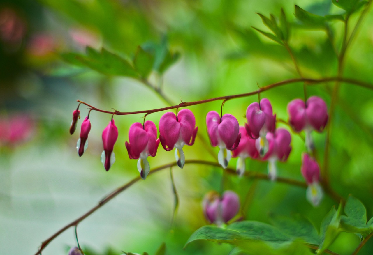 bleeding heart dicentra asian bleeding-heart pink flowers plants spring nature garden