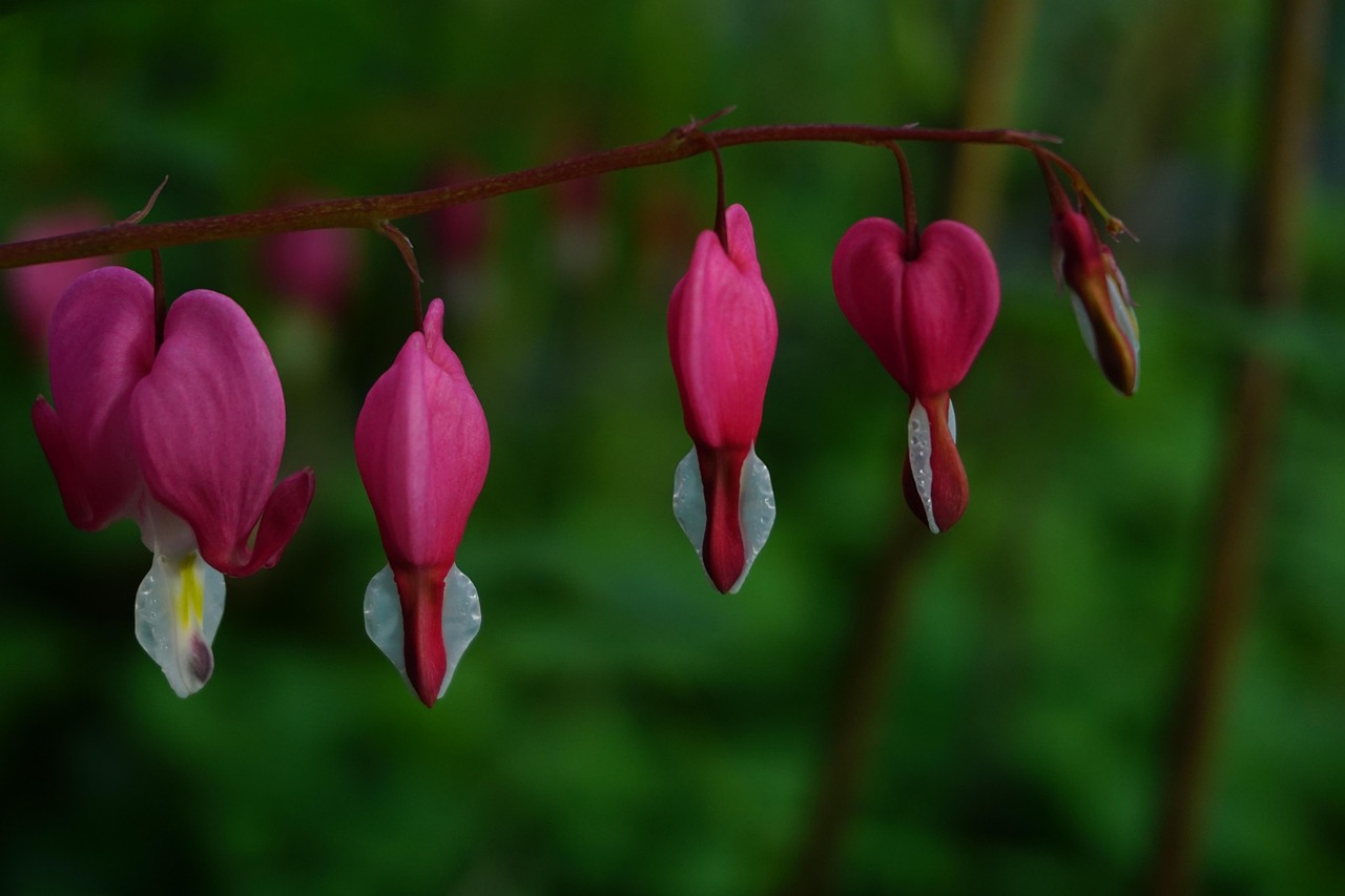 asian bleeding-heart flowers asian bleeding-heart pink flowers blossoms garden flora nature close up