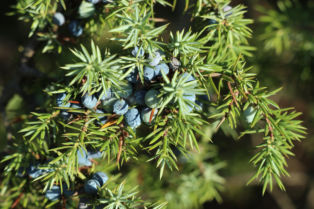 juniper berry juniperus common conifer juniper berry juniper berry juniper berry juniper berry juniper berry juniperus juniperus juniperus juniperus