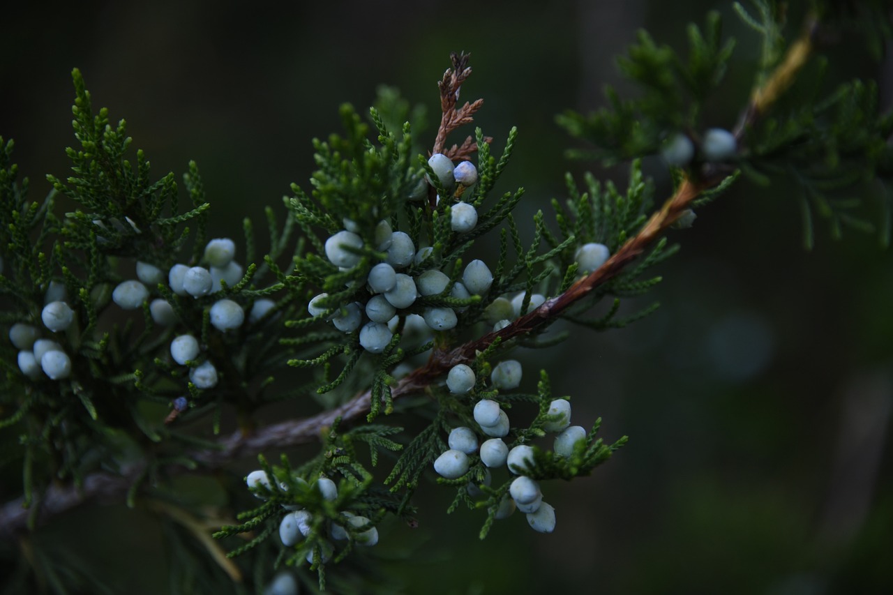 pine juniper berry branch juniper juniper juniper juniper juniper