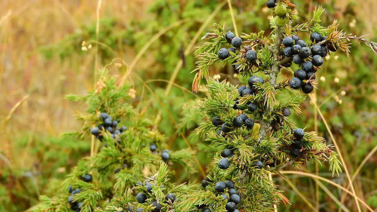 juniper detail spice berry needles juniperus juniper juniper juniper juniper juniper