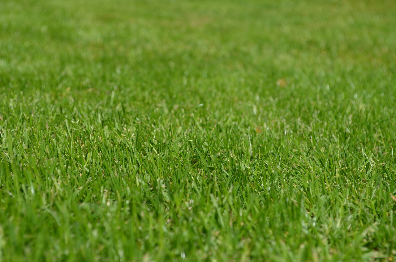 grasses lawn garden ornamental grasses greenery meadow yard english lawn nature lawn lawn lawn lawn lawn garden yard yard yard yard