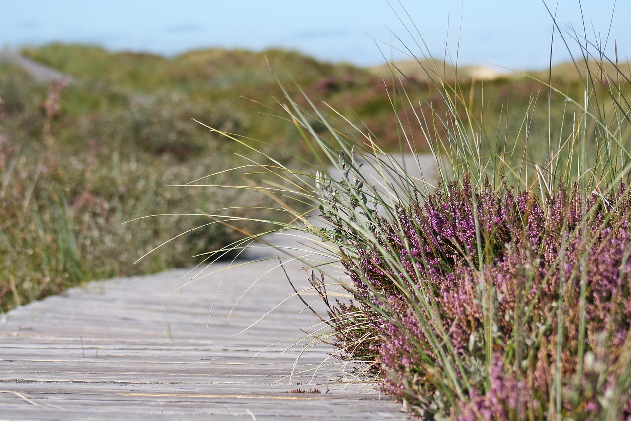 boardwalk heather nature path dunes hiking walk grasses