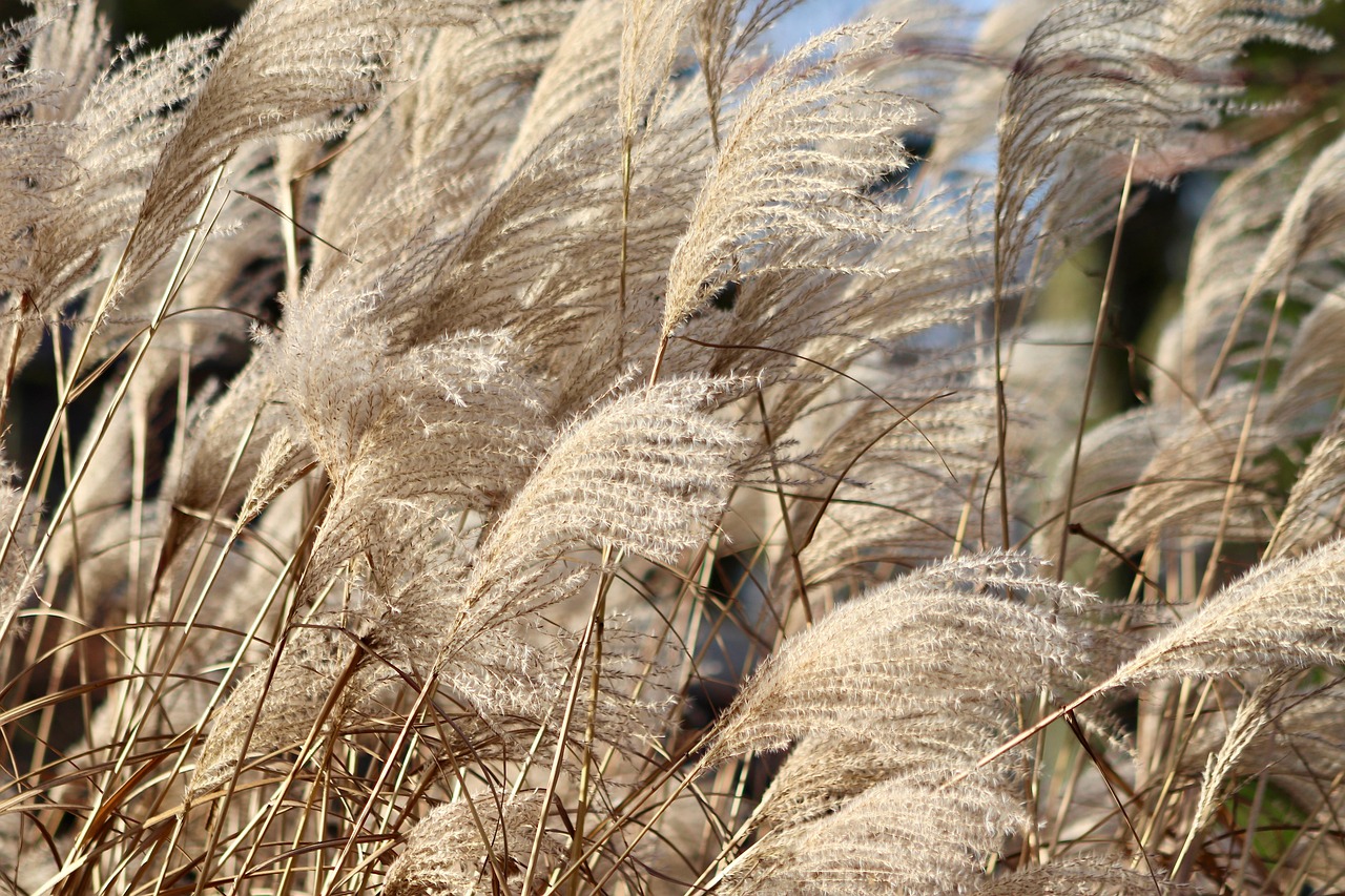 reed grass china grass elephant grass nature miscanthus sinensis dry plants inflorescences ornamental plant