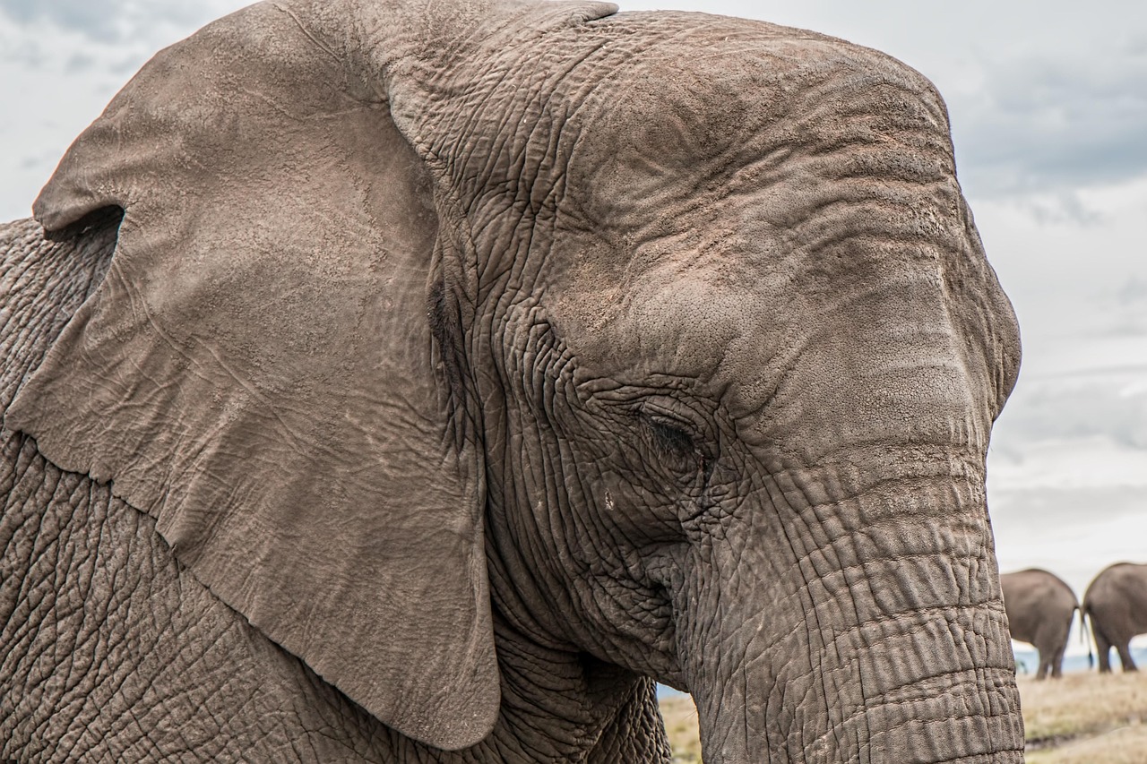 elephant trunk head elephant trunk large animal large mammal mammal animal pachyderm wild animal wildlife wildlife photography animal world portrait animal portrait animal photography nature endangered gray large herbivore