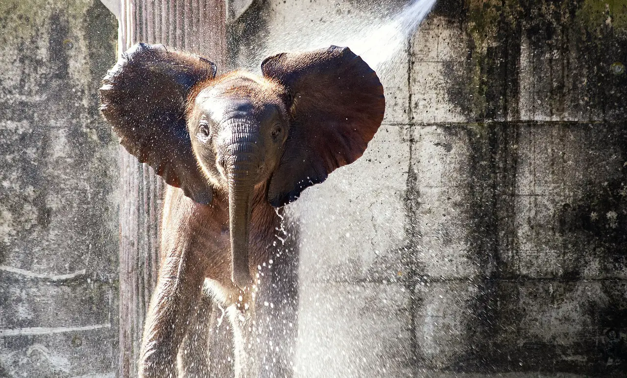 elephant animal mammal african elephant wild trunk pachyderm large animal large mammal africa nature safari animal world wildlife wildlife photography wilderness elephant elephant elephant elephant elephant