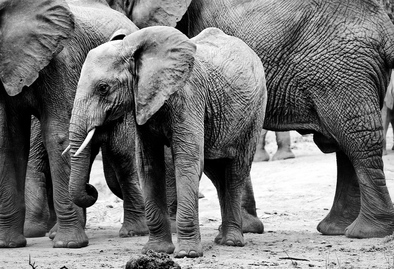 elephant africa wildlife animal safari nature kenya wild herbivore landscape tusk savannah wilderness blackandwhite ivory gray elephant elephant elephant elephant elephant elephant