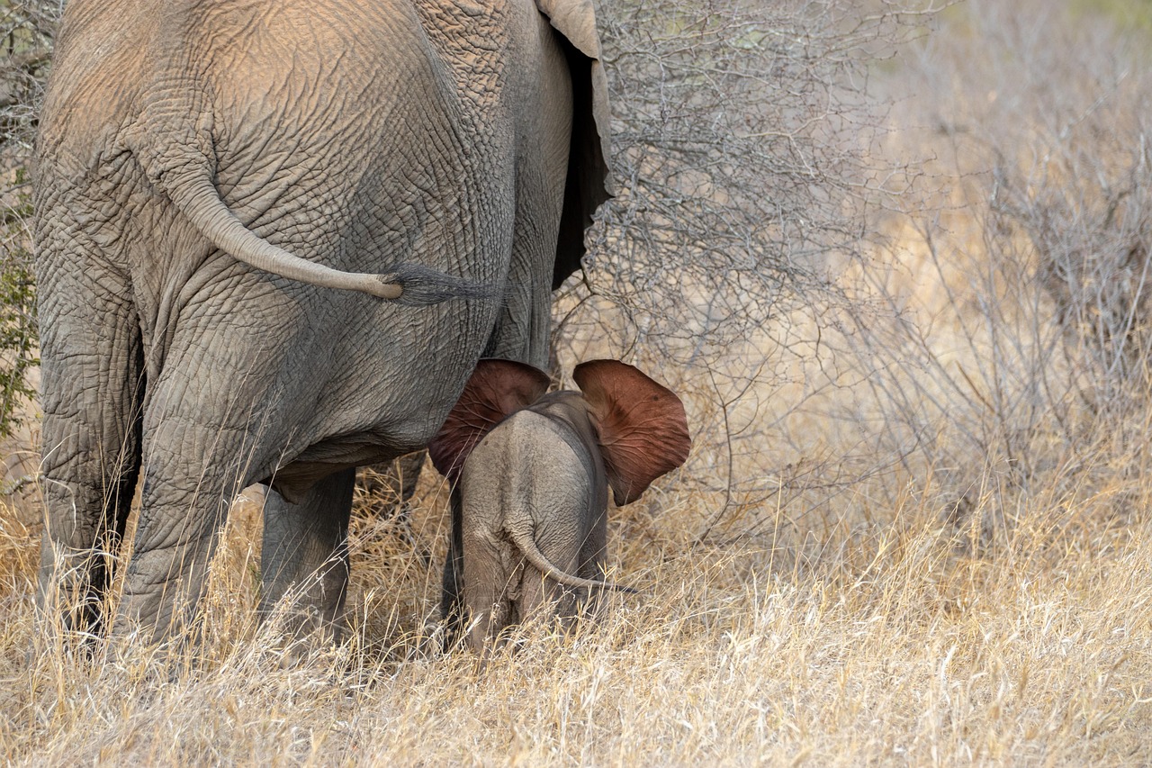 africa elephant baby elephant family ears tail pachyderm wild safari newborn elephant elephant elephant elephant elephant baby elephant family family