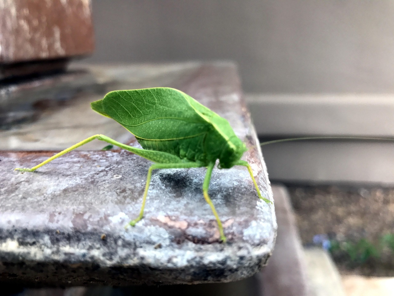 katy did insects katydid katy did grasshopper bug green wings summer nature beautiful fly katydid katydid katydid katydid katydid