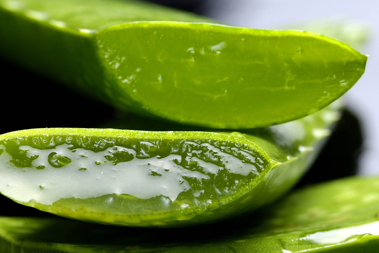 aloe aloe vera nature life health plant