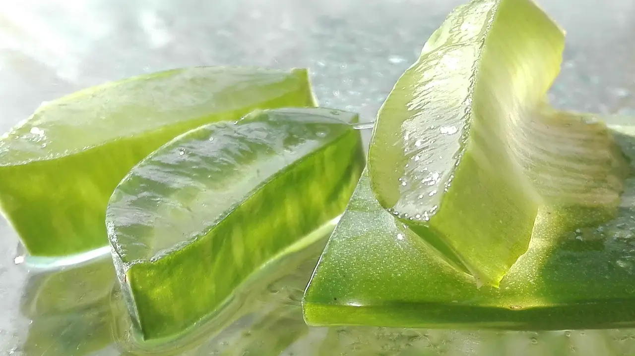 aloe aloe vera aloe vera leaf cut aloe leaf aloe vera aloe vera aloe vera aloe vera aloe vera