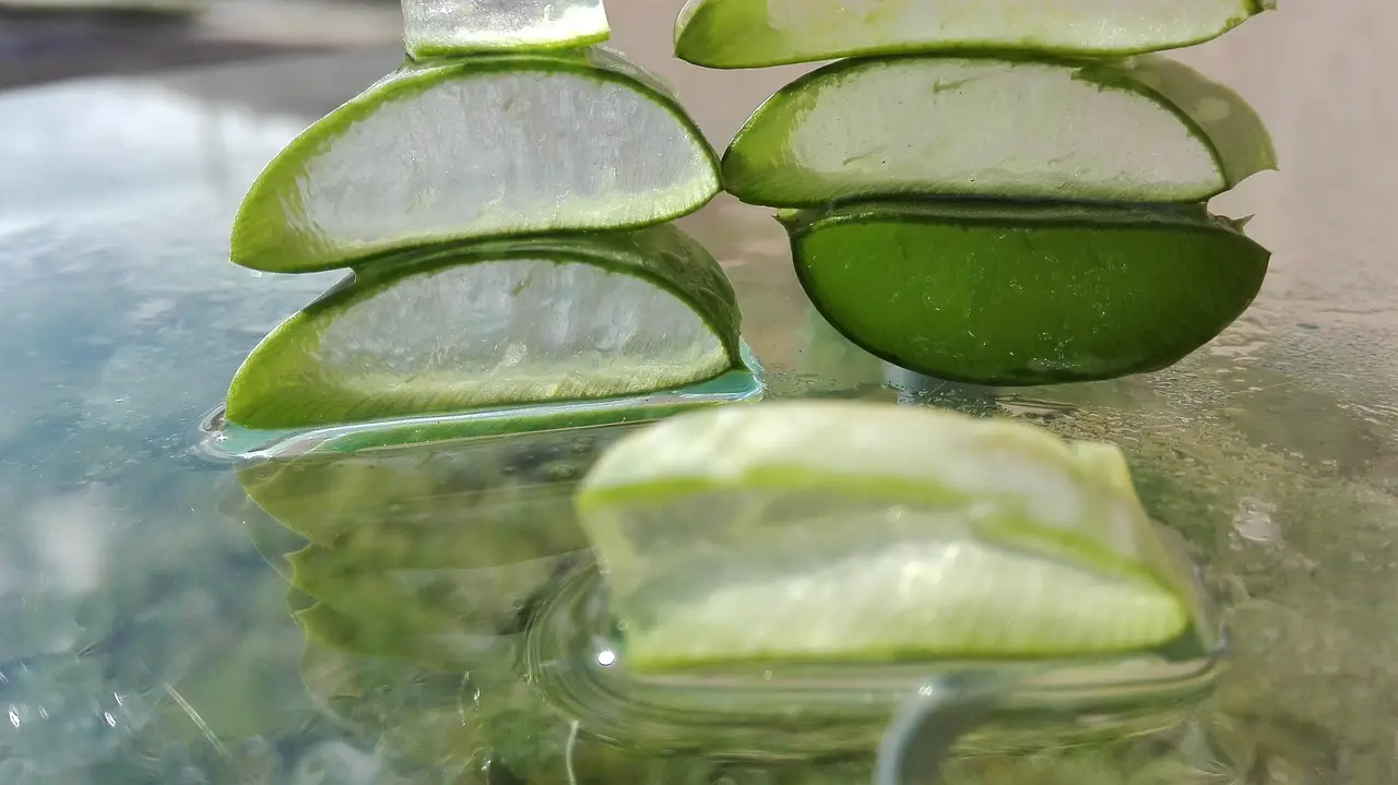 aloe aloe vera aloe vera leaf cut aloe leaf aloe vera aloe vera aloe vera aloe vera aloe vera