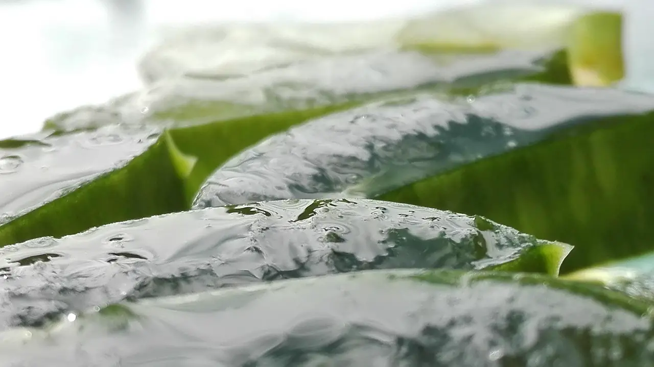 aloe aloe vera aloe vera leaf cut aloe leaf aloe vera aloe vera aloe vera aloe vera aloe vera