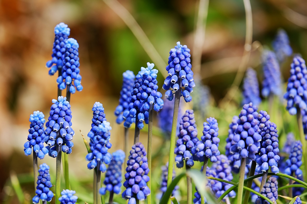 grape hyacinth blossom bloom flower nature blue ornamental plant garden plant muscari botryoides asparagus asparagaceae traubenförmige inflorescences inflorescences beautiful flowers bells vineyard grape hyacinth flower background bloom spring multicoloured bright colorful muscari neglectum muscari racemosum overlooked grape hyacinth flower wallpaper misunderstood grape hyacinth muscari blue-violet