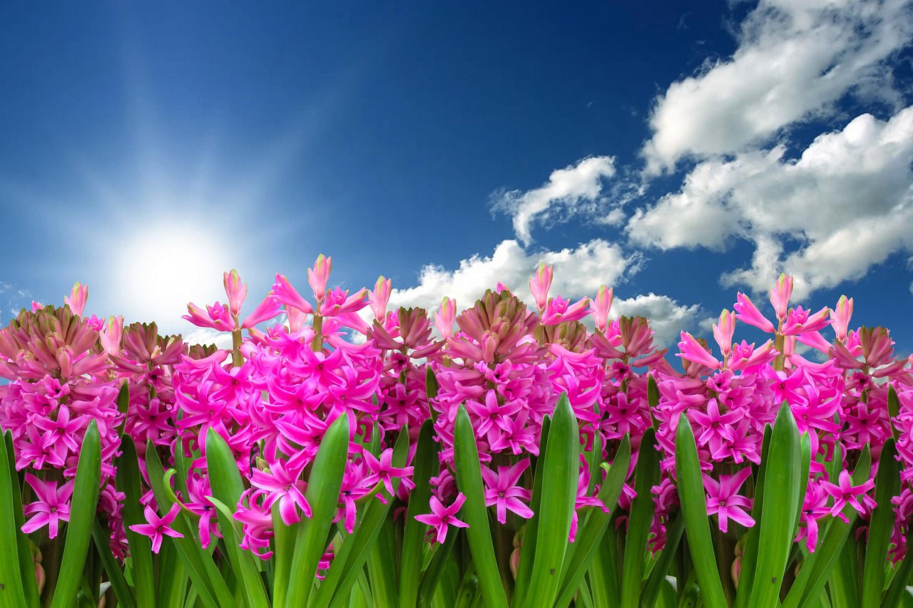 flower nature flower background plant hyacinth beautiful flowers spring spring flower blossom flower wallpaper bloom harbinger of spring garden garden hyacinth bloom composing