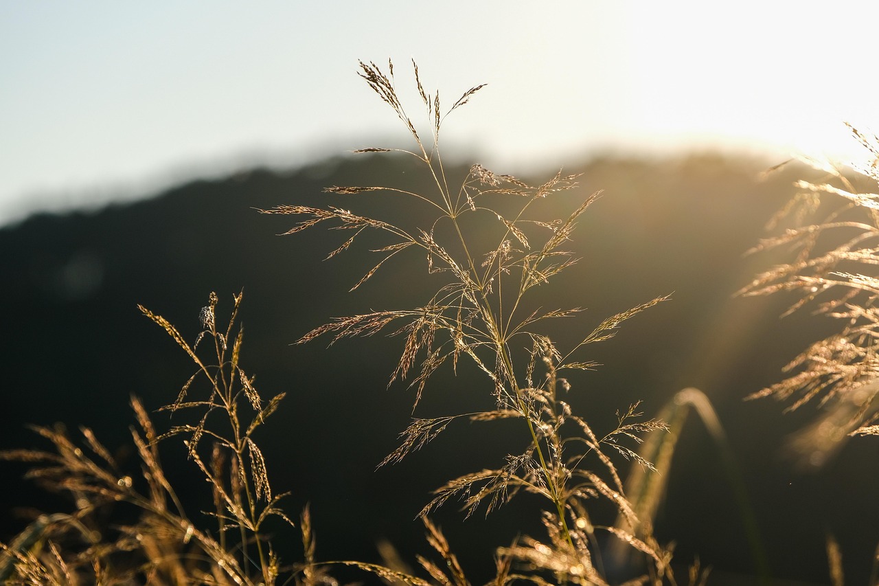 grass dry grass wild plant sunset nature grass grass grass grass grass