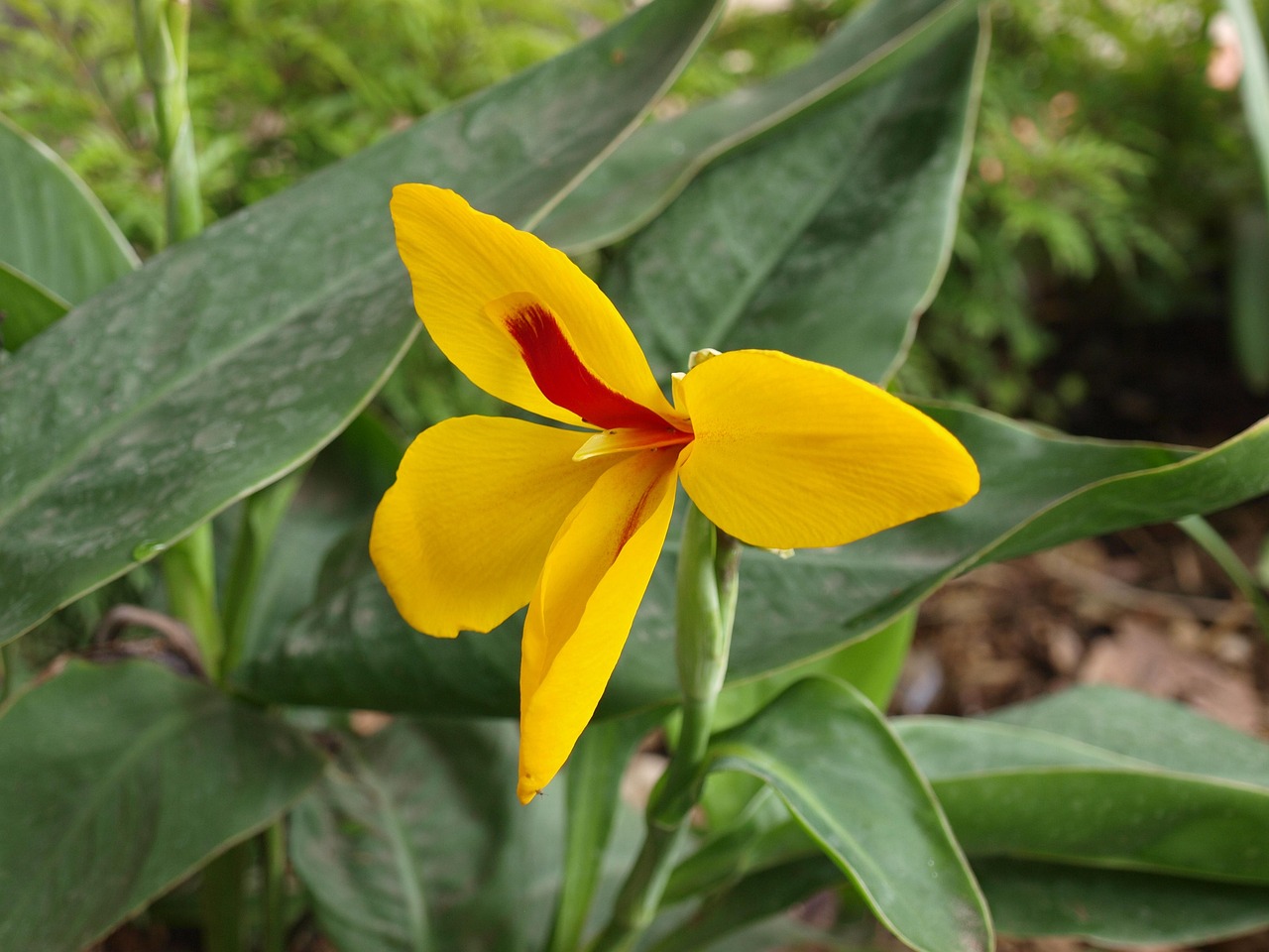 canna lily yellow garden plant lily tropical nature canna lily canna lily canna lily canna lily canna lily