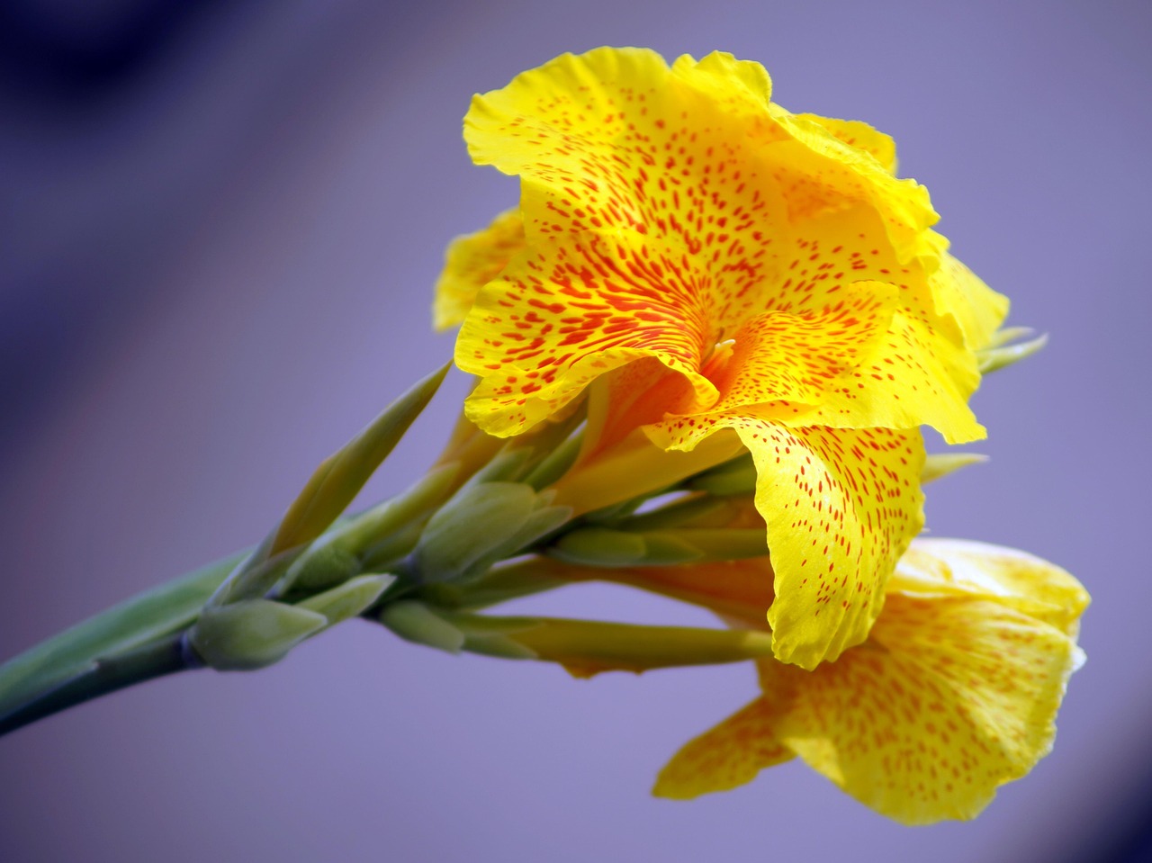 canna flowers plant canna lily yellow flowers beautiful flowers petals buds flower background bloom nature flower wallpaper closeup