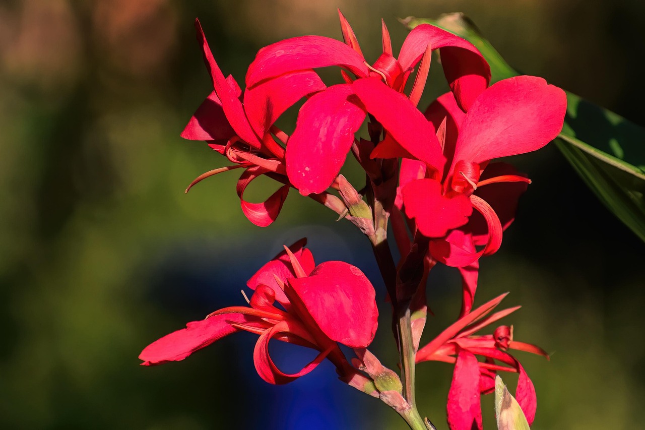 canna lily hd wallpaper canna lily flower red flower flower background bloom beautiful flowers plant garden nature flower wallpaper