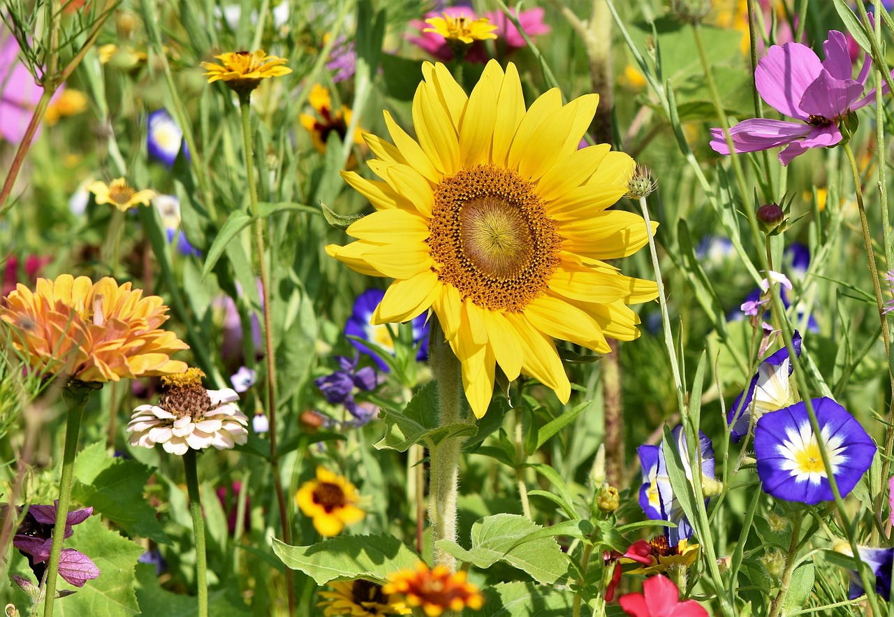 sunflower flower wallpaper flowers flower bed flower meadow petals bloom bright wild flowers flower background wildflowers garden flowers colorful plant meadow nature beautiful flowers flora garden