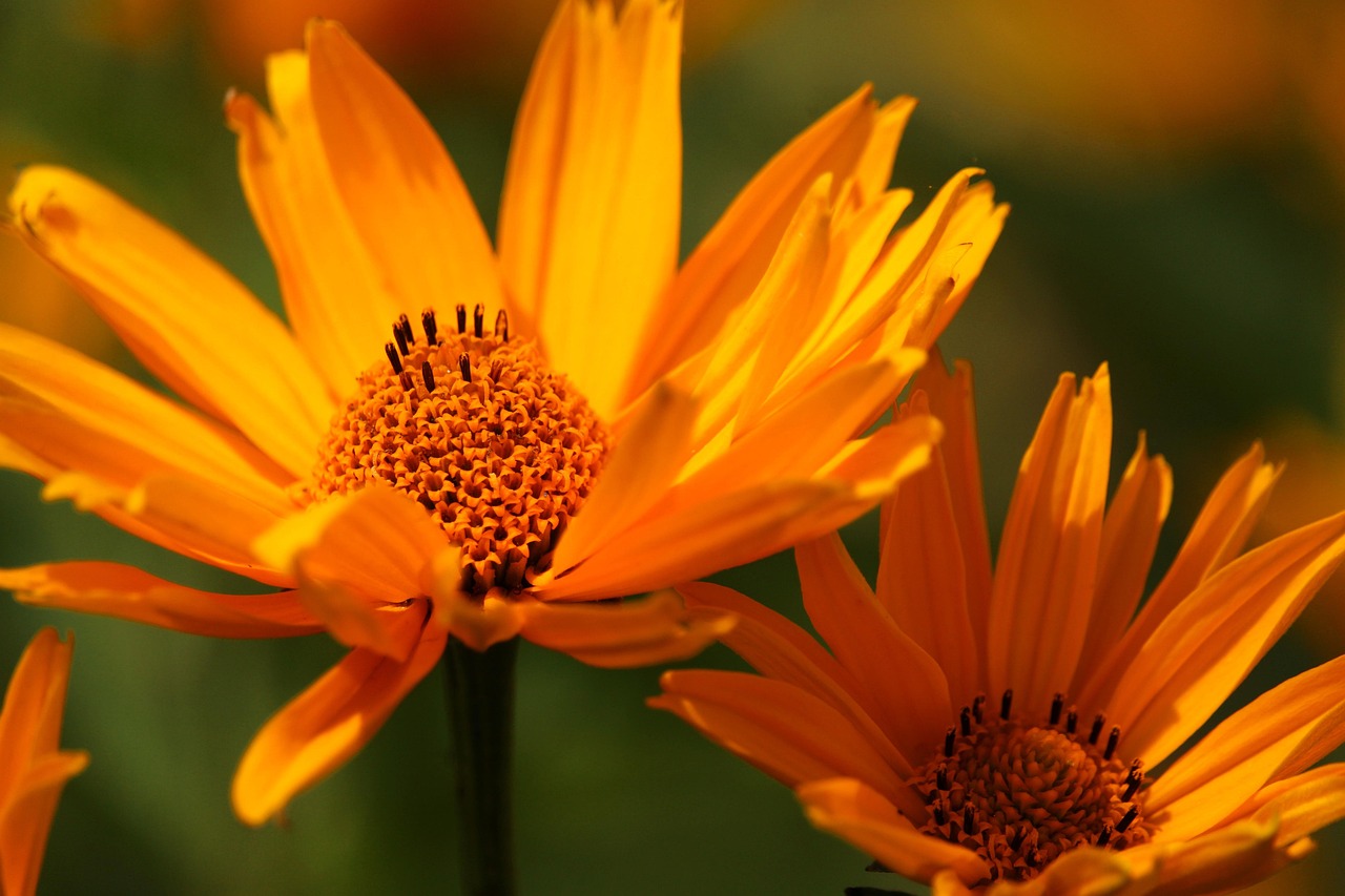 coneflower garden flower bed flora yellow shrub summer shrub nature blossoms shining summer flower petals pollen bloom