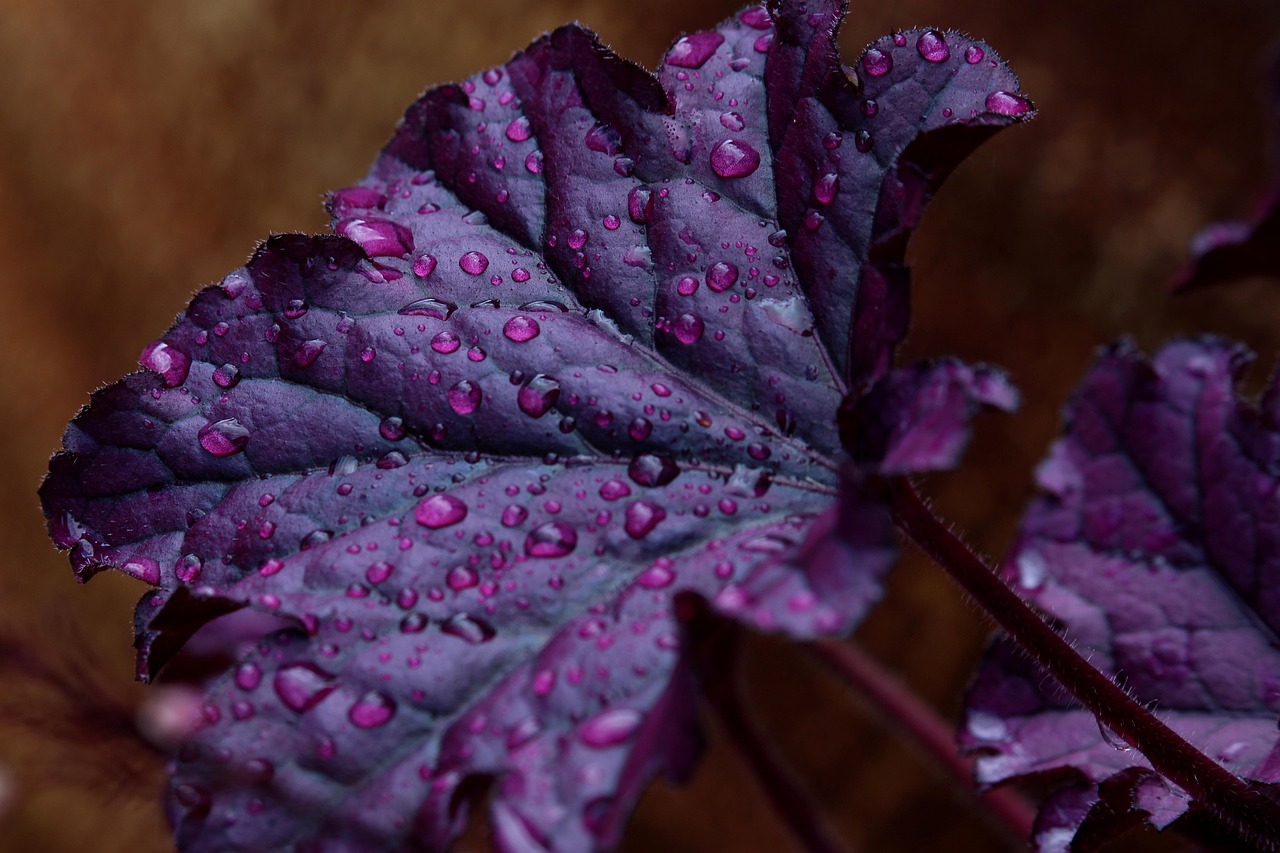 purple bells saxifrage rock garden plant nature raindrop drops droplets leaf veins leaf purple violet garden flower bed flora decorative