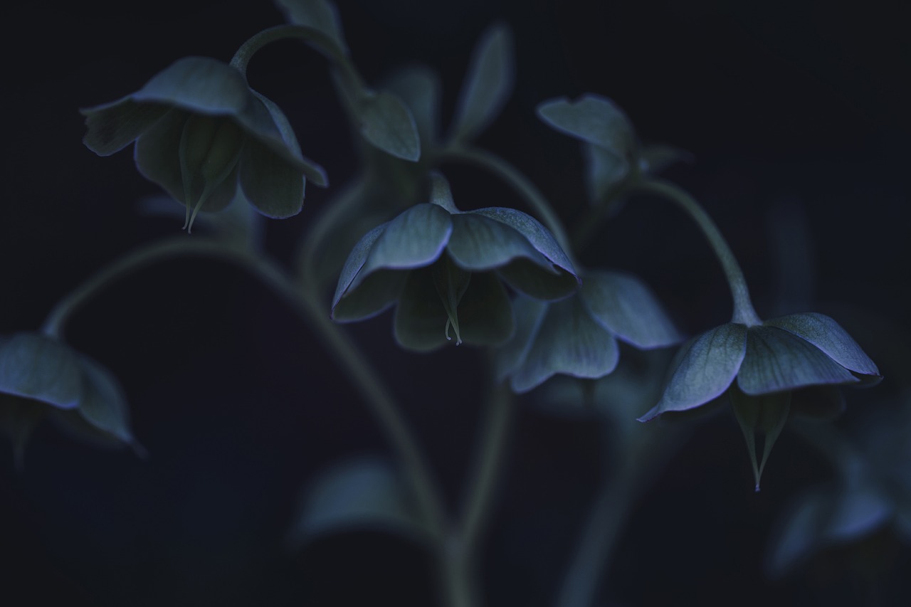 hellebore flowers flower background plant flower wallpaper petals beautiful flowers bloom spring garden nature dark closeup