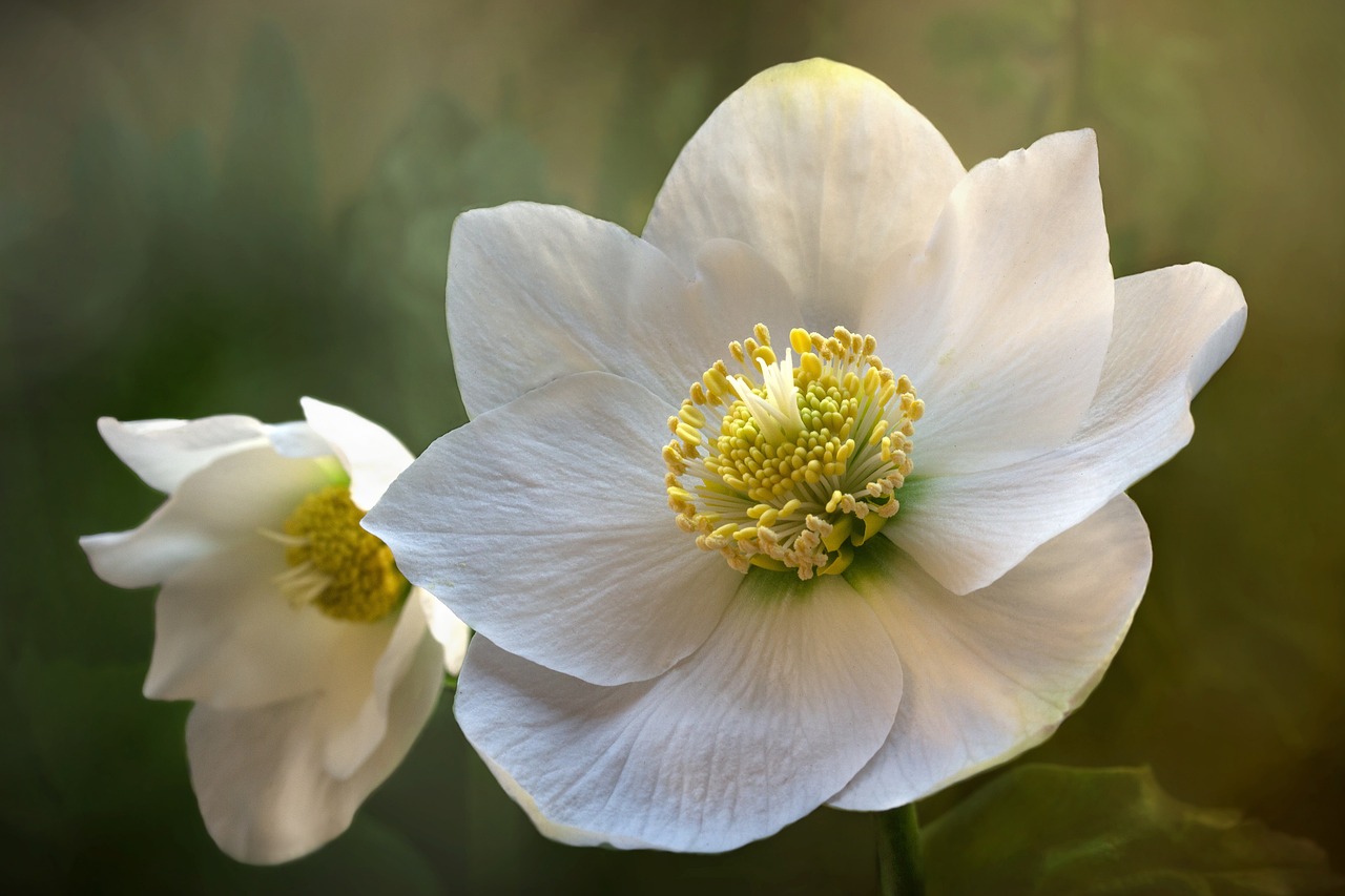 christmas rose blossom bloom hellebore helleborus winter blooming species nature christmas rose christmas rose christmas rose christmas rose christmas rose hellebore hellebore hellebore hellebore hellebore helleborus