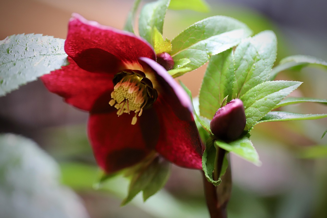 christmas rose spring christmas rose black hellebore beautiful flowers helleborus orientalis oriental hellebore stamens helleborus niger flower background blossom nature bloom orient-hellebore spring flower wallpaper flower shrub garden
