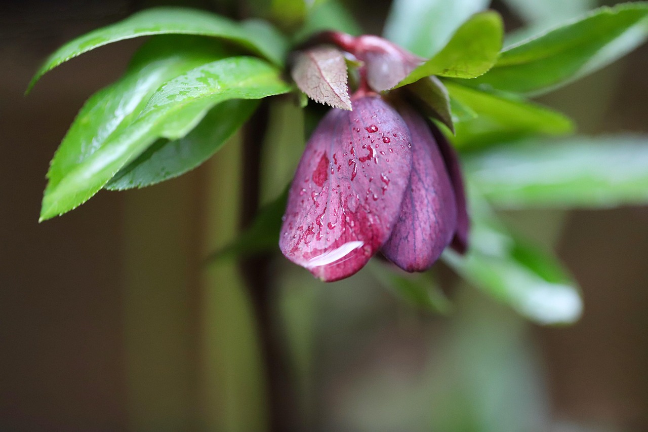 spring christmas rose christmas rose billy rose helleborus niger black hellebore oriental hellebore helleborus orientalis blossom bloom early bloomer orient-hellebore nature spring purple purple flowers