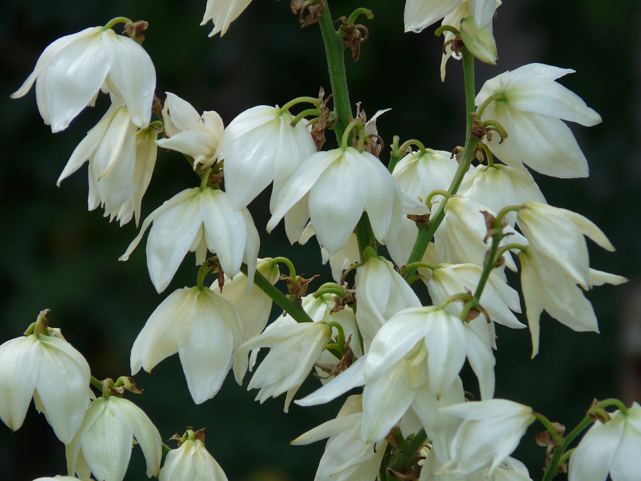 palm lily yucca yucca filamentosa agavaceae flower wallpaper lilies flower blossom bloom nature white beautiful flowers flora flower background plant yucca palm