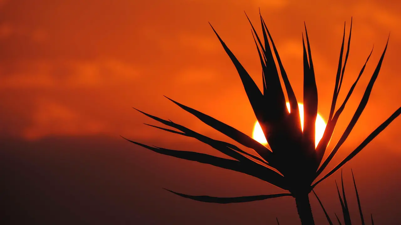 plant silhouette backlighting sun nature darling sunset orange yucca
