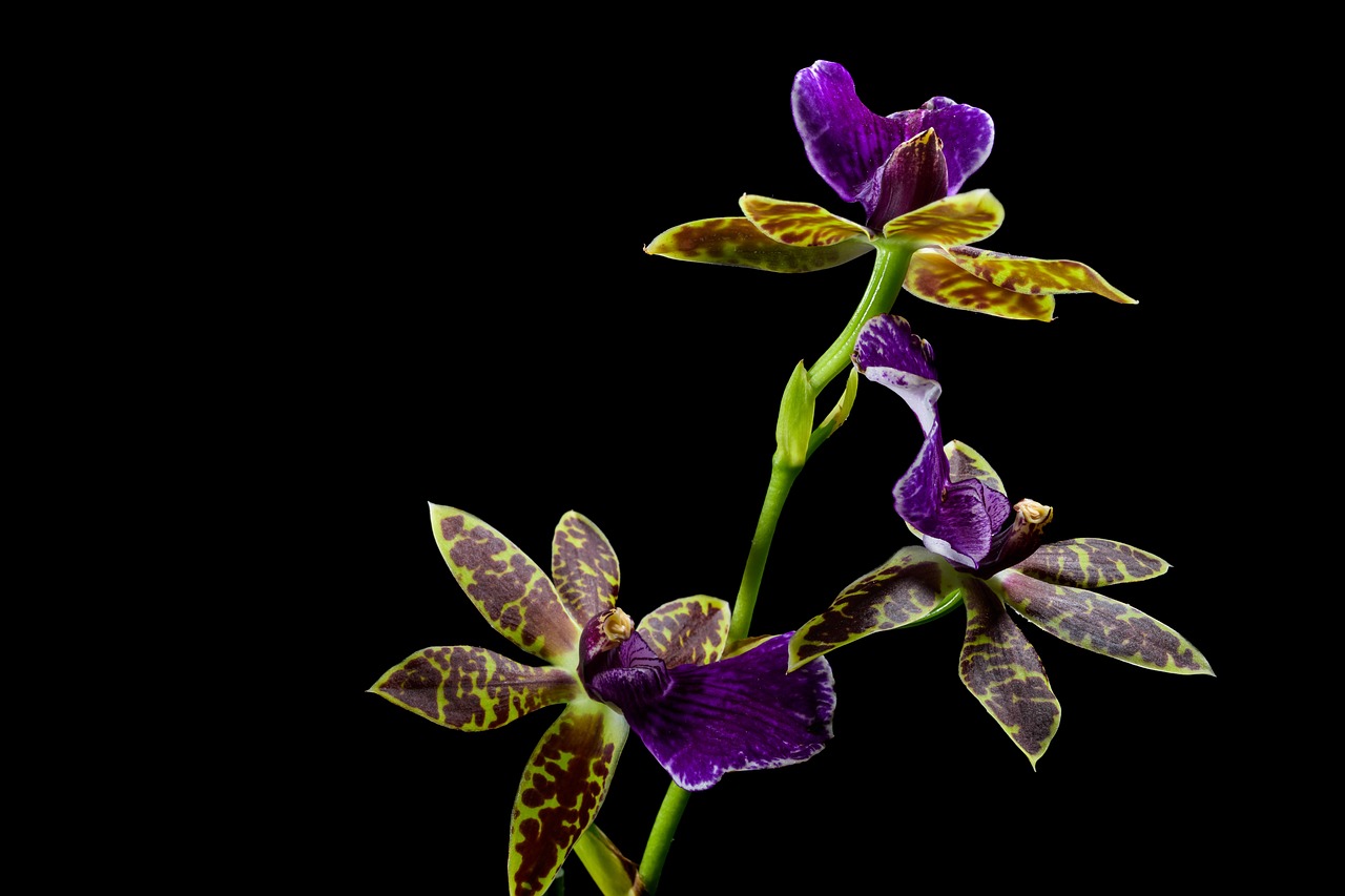 flower orchid plant prosthechea cochleata garden flower background flora flower wallpaper clamshell orchid organic beautiful flowers fresh close up nature