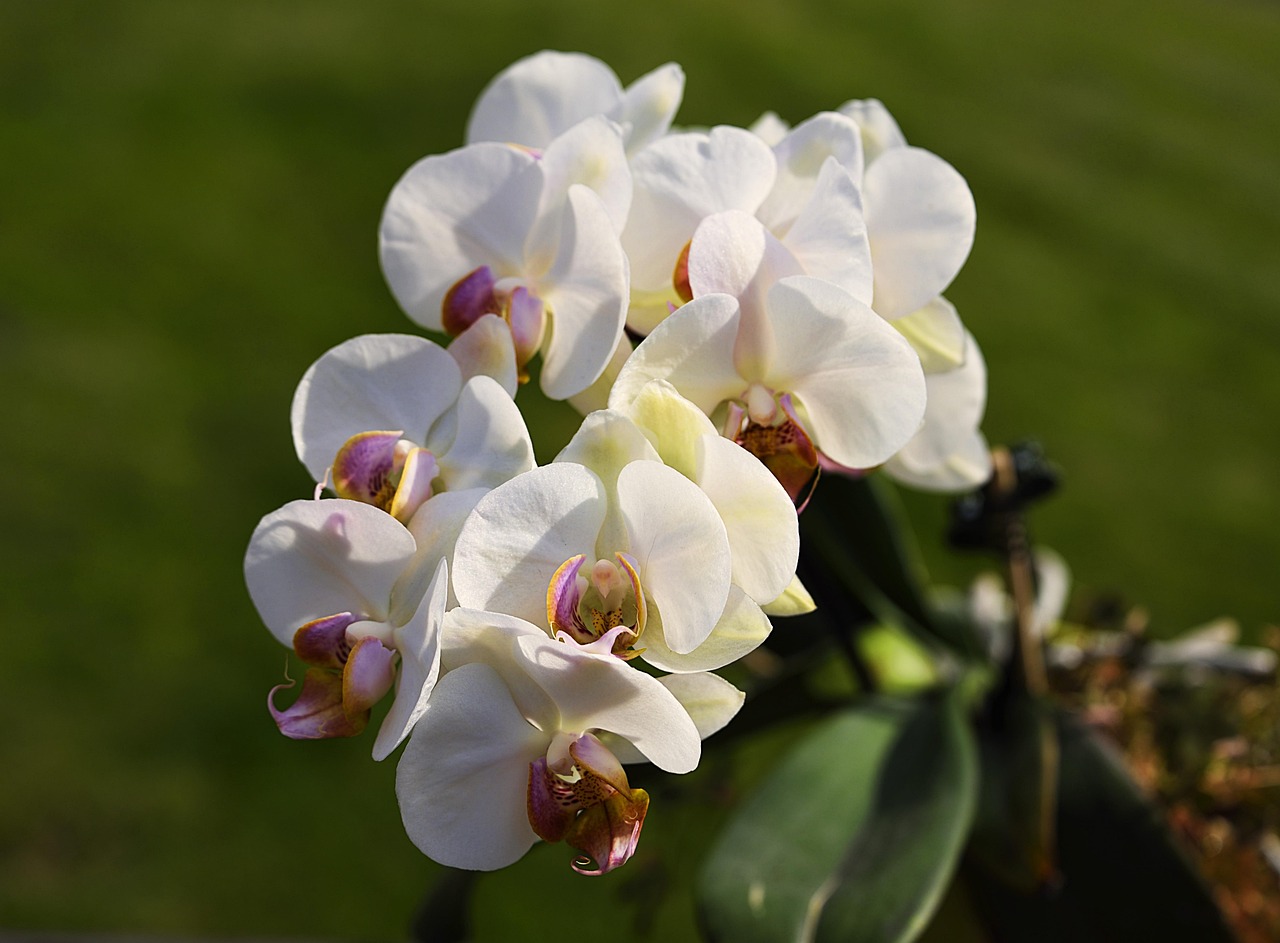 flowers moth orchids white flowers botany beautiful flowers nature horticulture flower background blossom flora close up flower wallpaper orchids