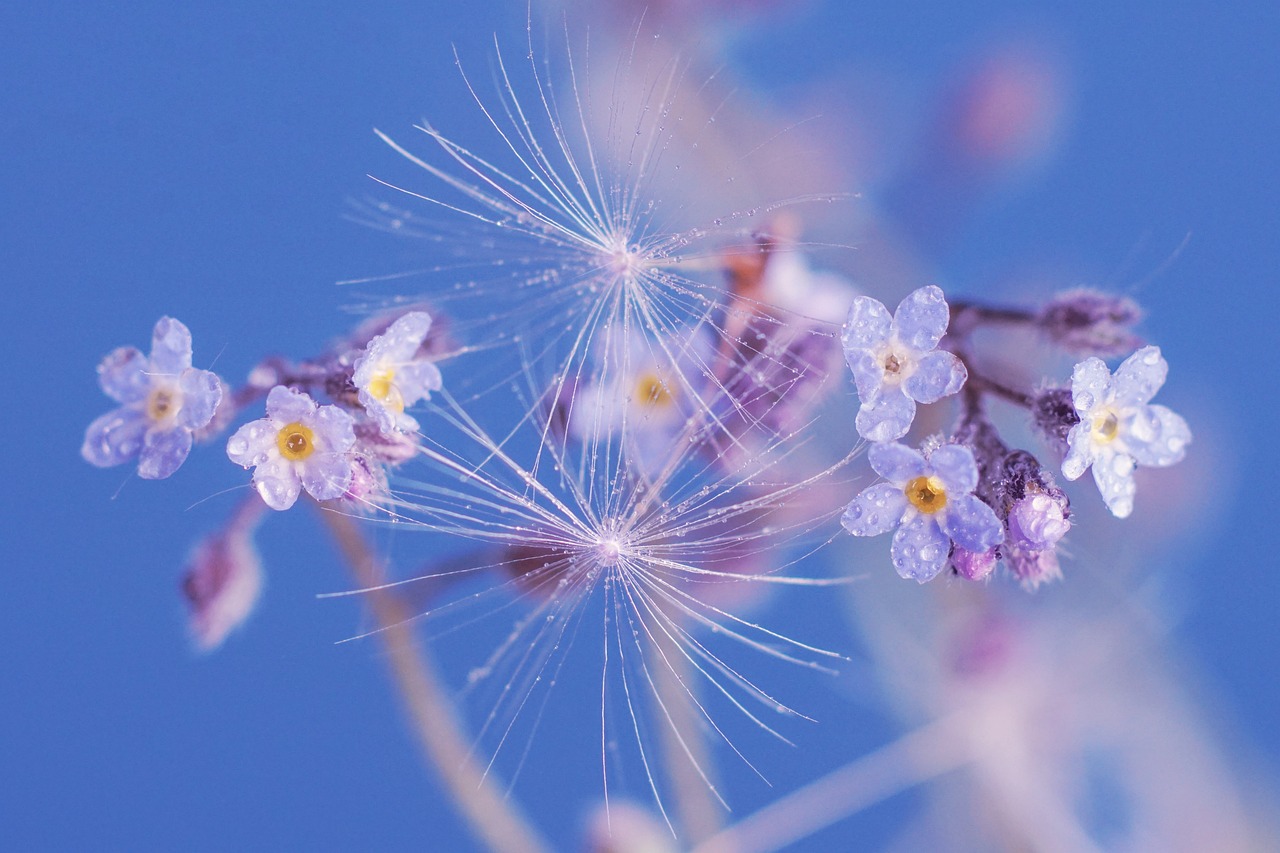 spring flowers forget me not spring flowers flower background flying seeds nature macro hd wallpaper flora flower wallpaper beautiful flowers growth botany