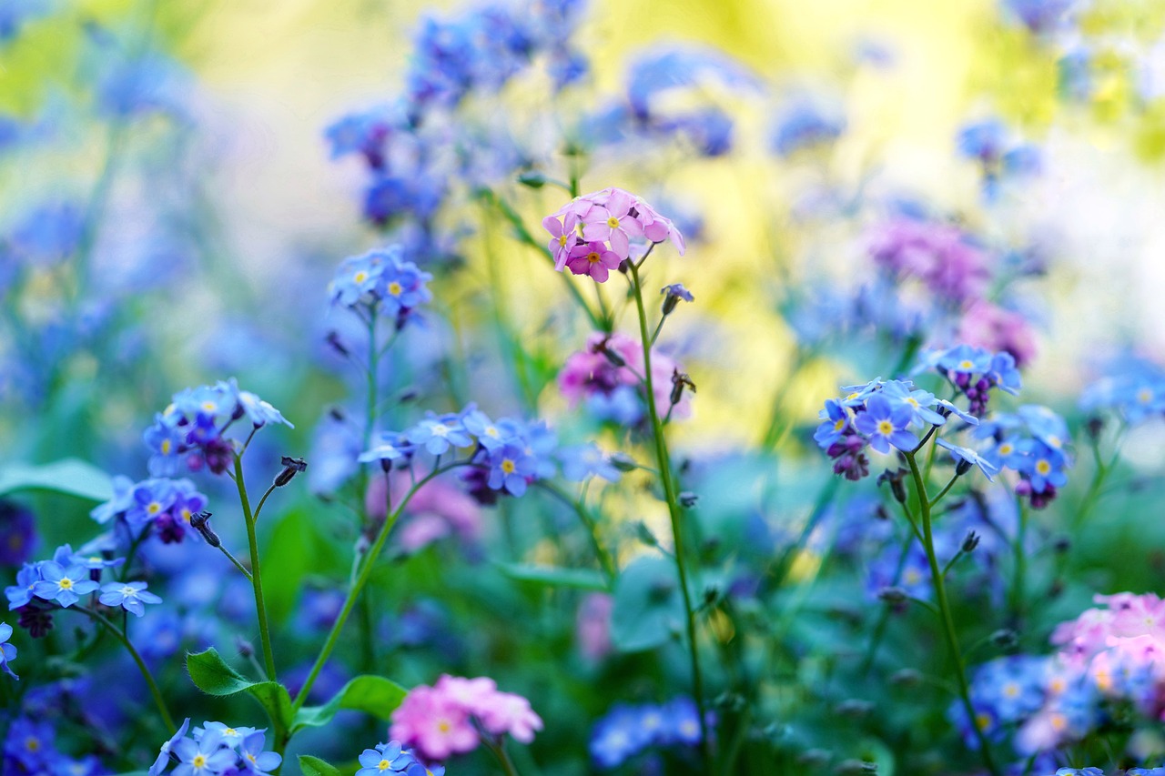 forget me not pointed flower spring flowers scattered flowers meadow garden wildflowers plant flower meadow bloom nature pink blue yellow turquoise spring flowers spring flowers spring flowers meadow meadow meadow garden garden garden garden wildflowers wildflowers wildflowers wildflowers wildflowers yellow turquoise