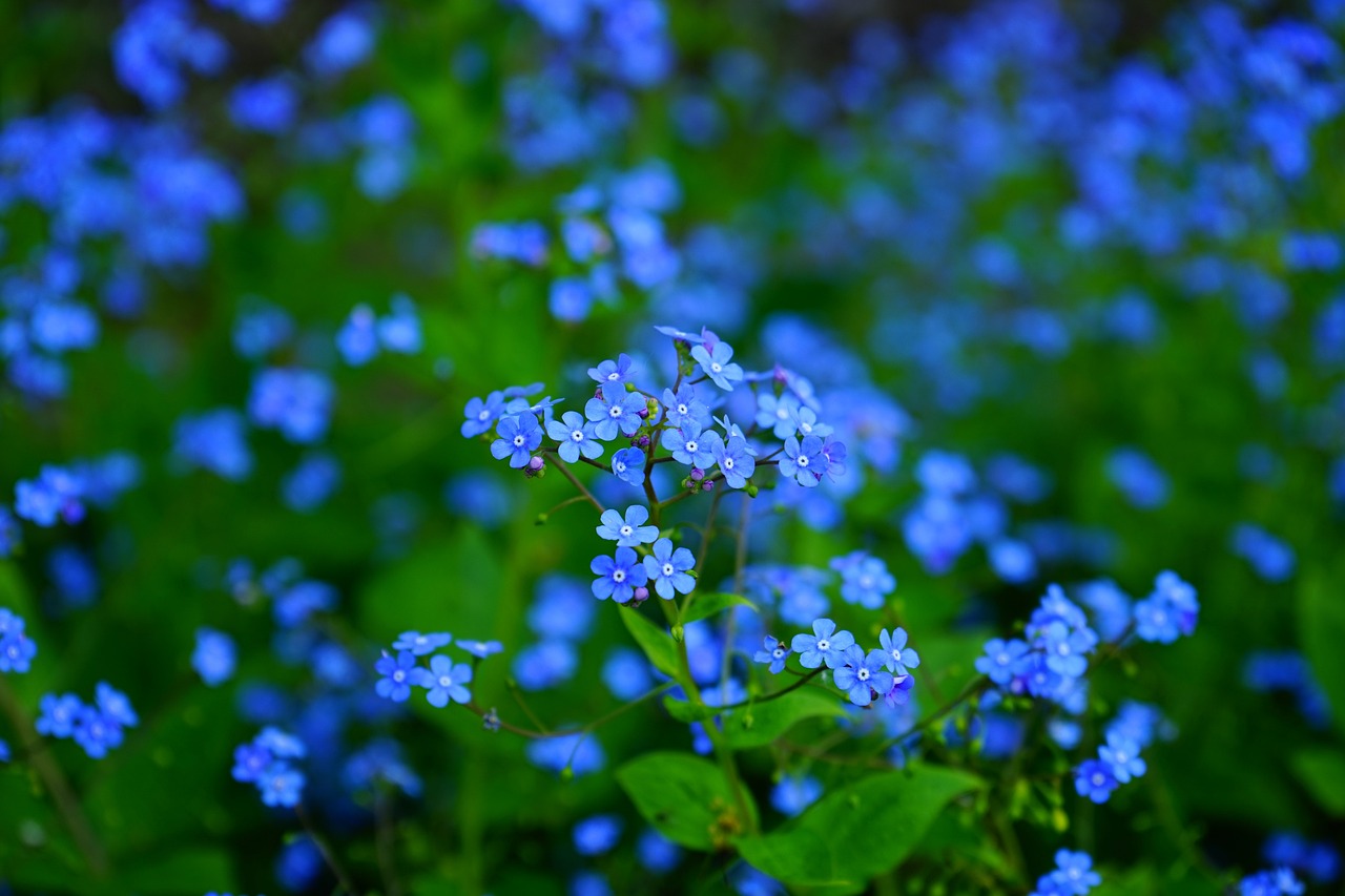 forget-me-nots flowers flower background blue flowers petals blue petals bloom blossom flora floriculture horticulture botany nature plants beautiful flowers flower wallpaper garden flower garden close up brunnera vergissmeinnicht brunnera macrophylla brunnera boraginaceae
