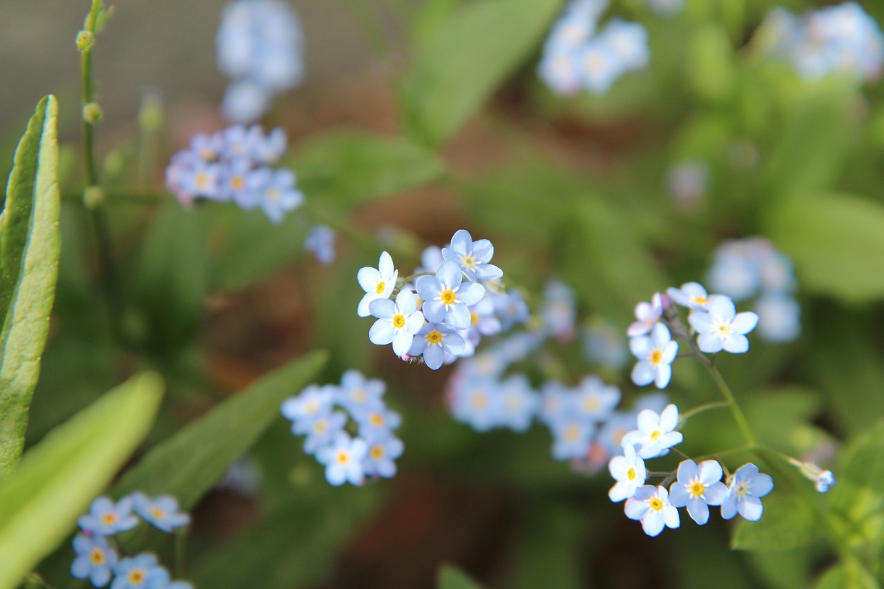 forget-me-not forget-me-not blue forget-me-not arvensis flowering spring-flowering forget-me-not forget-me-not forget-me-not forget-me-not forget-me-not