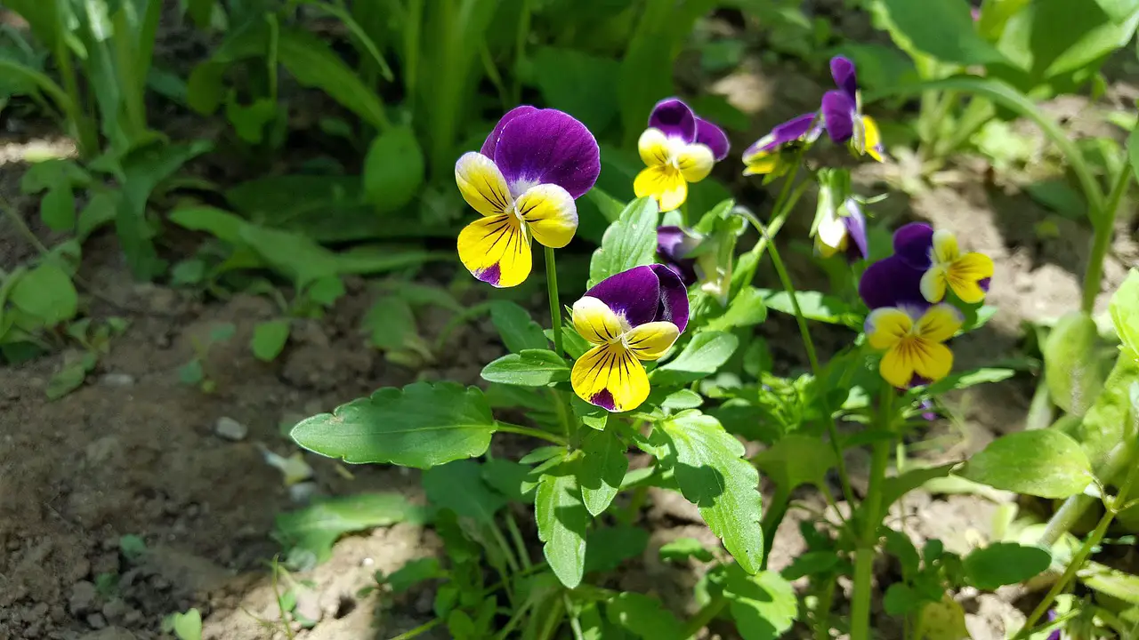 pansy pansy flower viola tricolor pansies yellow pansy purple pansy garden pansy flower pansy images of pansies image of pansy pansy picture pansy plant flower garden floral spring flower background gardening pansies images pansy colors flower wallpaper pictures of pansies perennial pansies images of pansy flowers pansy pictures beautiful flowers pansy garden plant yellow viola nature tricolor