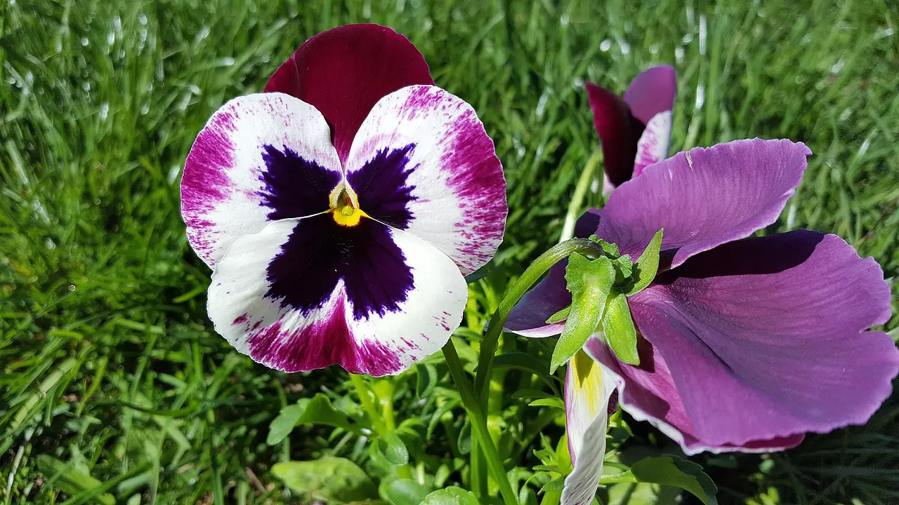 pansy pansy flower viola tricolor pansies yellow pansy flower background pink pansy garden pansy flower pansy images of pansies image of pansy flower wallpaper pansy picture pansy plant flower garden floral spring gardening pansies images pansy colors pictures of pansies perennial pansies images of pansy flowers pansy pictures pansy garden plant yellow viola beautiful flowers nature tricolor