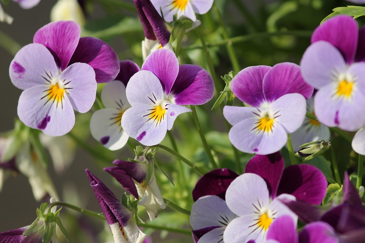 pansy 400–500 blossom bloom flower background flower spring close up flower wallpaper violet nature violet family purple beautiful flowers spring flower garden petals garden pansy viola flora flower plants bloom