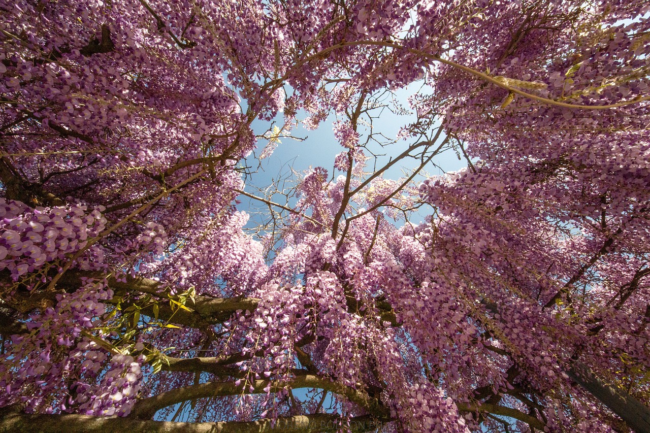 wisteria flowers beautiful flowers vines tree branches flower background purple flowers bloom plants flower wallpaper spring garden nature sky