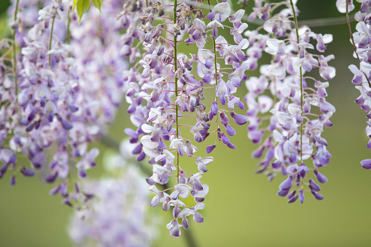 spring outdoors flowers flora flower background blossom flower wallpaper violet purple nature landscape growth beautiful flowers botany macro