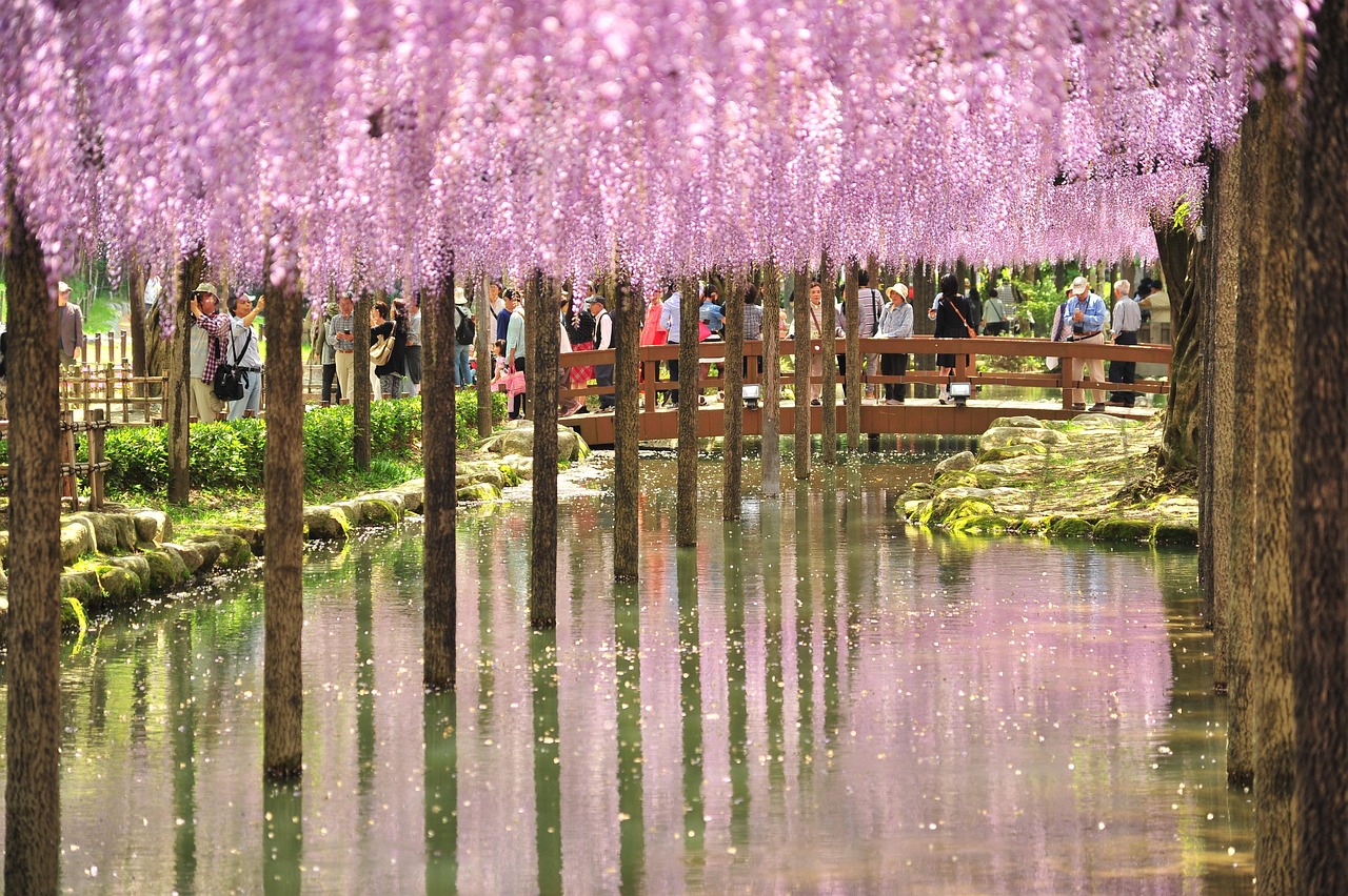 wisteria wisteria shelf reflection wisteria wisteria wisteria wisteria wisteria